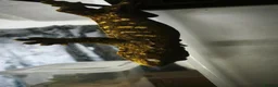 Gecko reptiles for sale: Adult Leachianus Mt Koghis Male and female - Advert 3