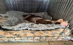 Italian Spinone dogs for sale: ITALIAN SPINONE WAITING LIST OPEN -DUE OCT - Image 8