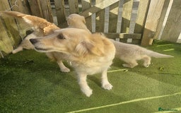 Golden Retriever dogs for sale: KC Registered Golden Retreiver Puppies  - Image 12