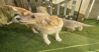 Golden Retriever dogs KC Registered Golden Retreiver Puppies  - Advert 7