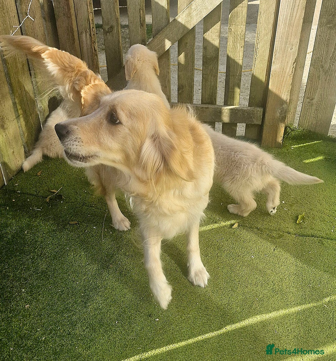Golden Retriever dogs for sale: KC Registered Golden Retreiver Puppies  - Image 12