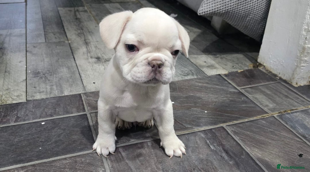 French Bulldog dogs for sale: KC Platinum French Bulldog Boy–Carrying Fluffy 🐾 - Image 7