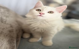 Persian cats for sale: Loving Persian x Maine Coon Kittens Indoors only - Image 4