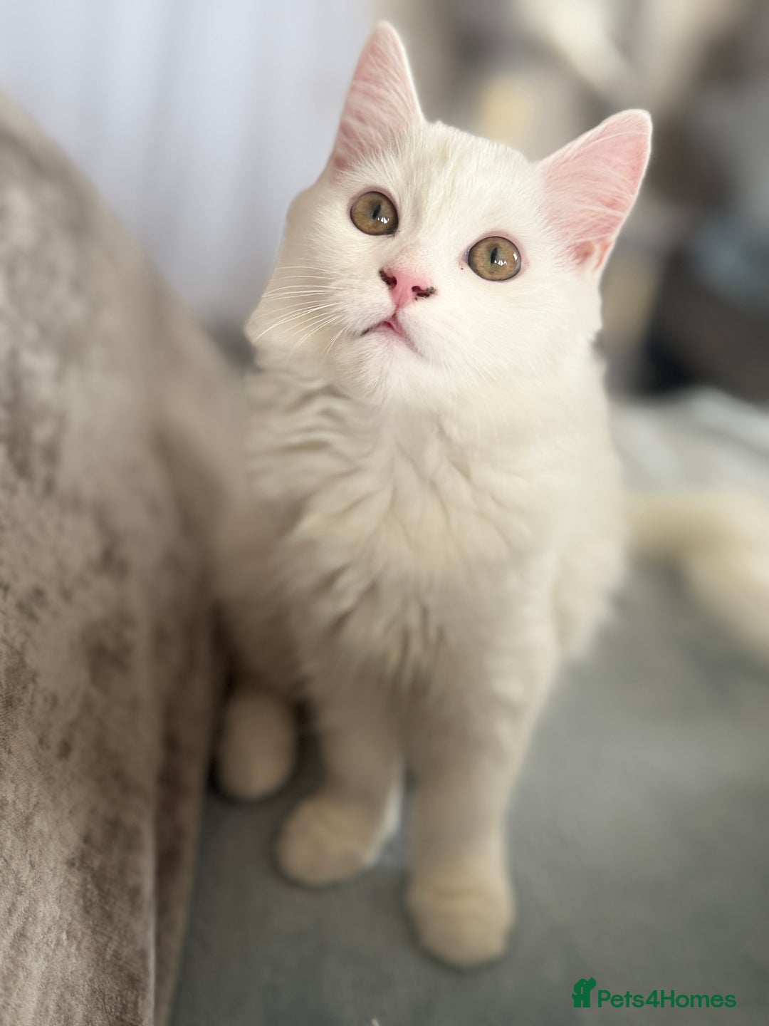 Persian cats for sale: Loving Persian x Maine Coon Kittens Indoors only - Image 4
