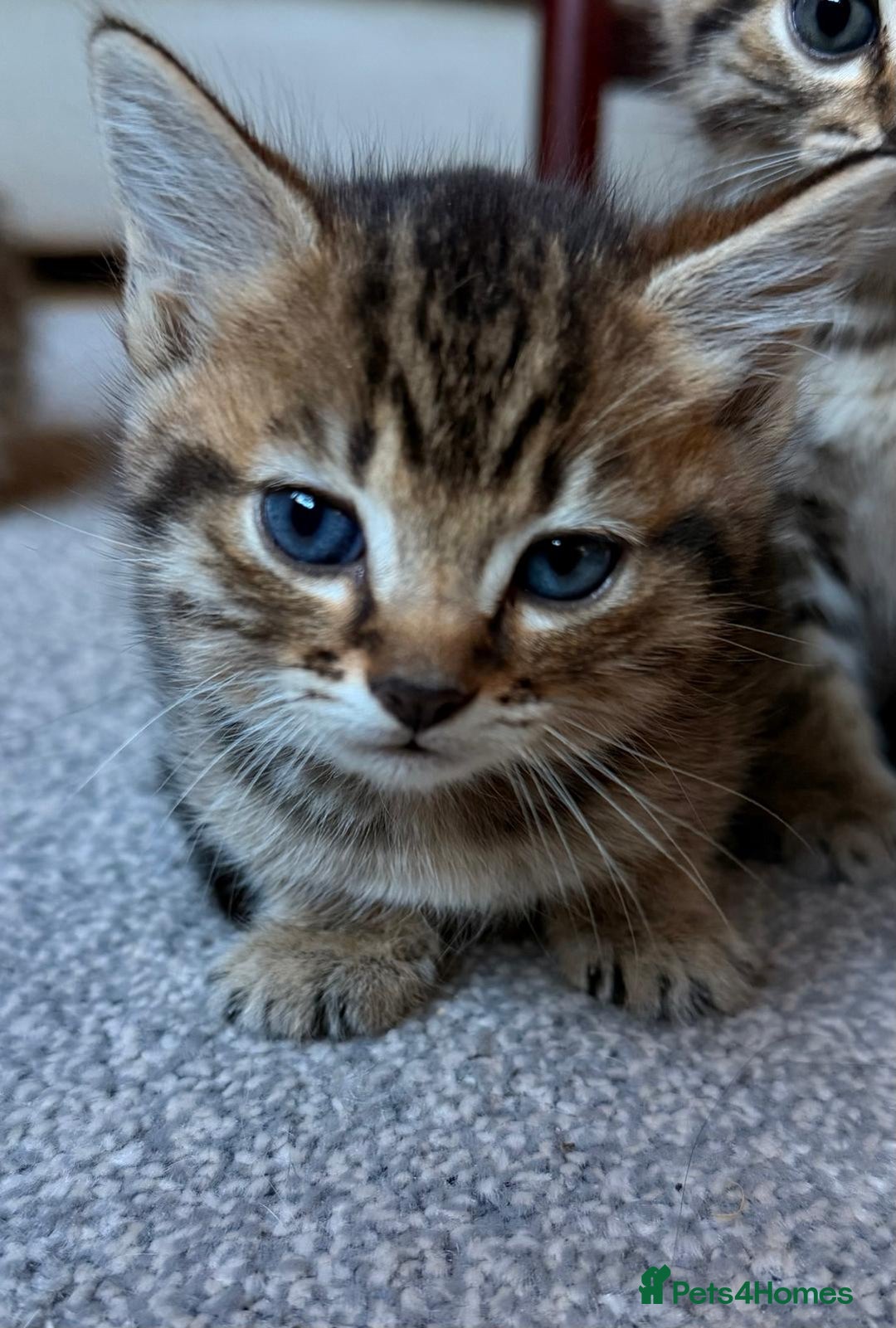 Mixed Breed cats for sale: Beautiful Ragdoll Bengal Cross Kittens - Advert 34