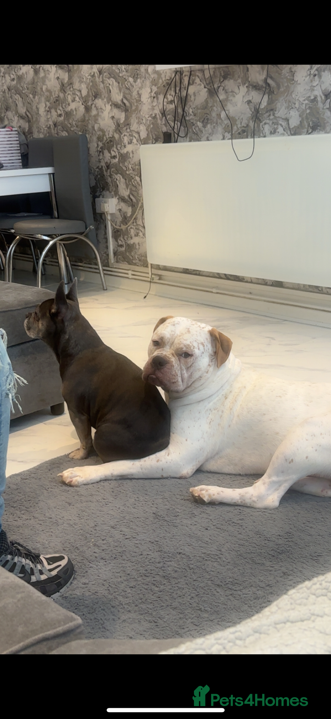 Mixed Breed dogs for sale: Boxer x bullmastiff  - Image 2
