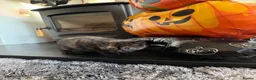 Mixed Breed cats for sale: Persian cross kittens  - Advert 2