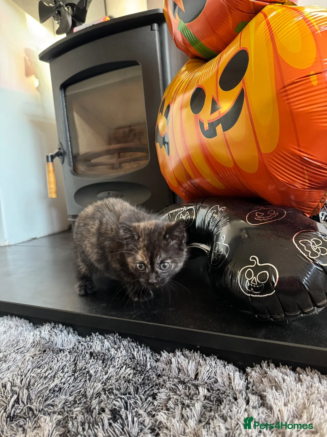 Mixed Breed cats for sale: Persian cross kittens  - Advert 2