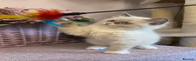 Ragdoll 5