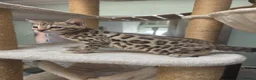 Bengal cats for sale: TICA REGISTERED BROWN ROSETTED BENGAL KITTENS  - Advert 4