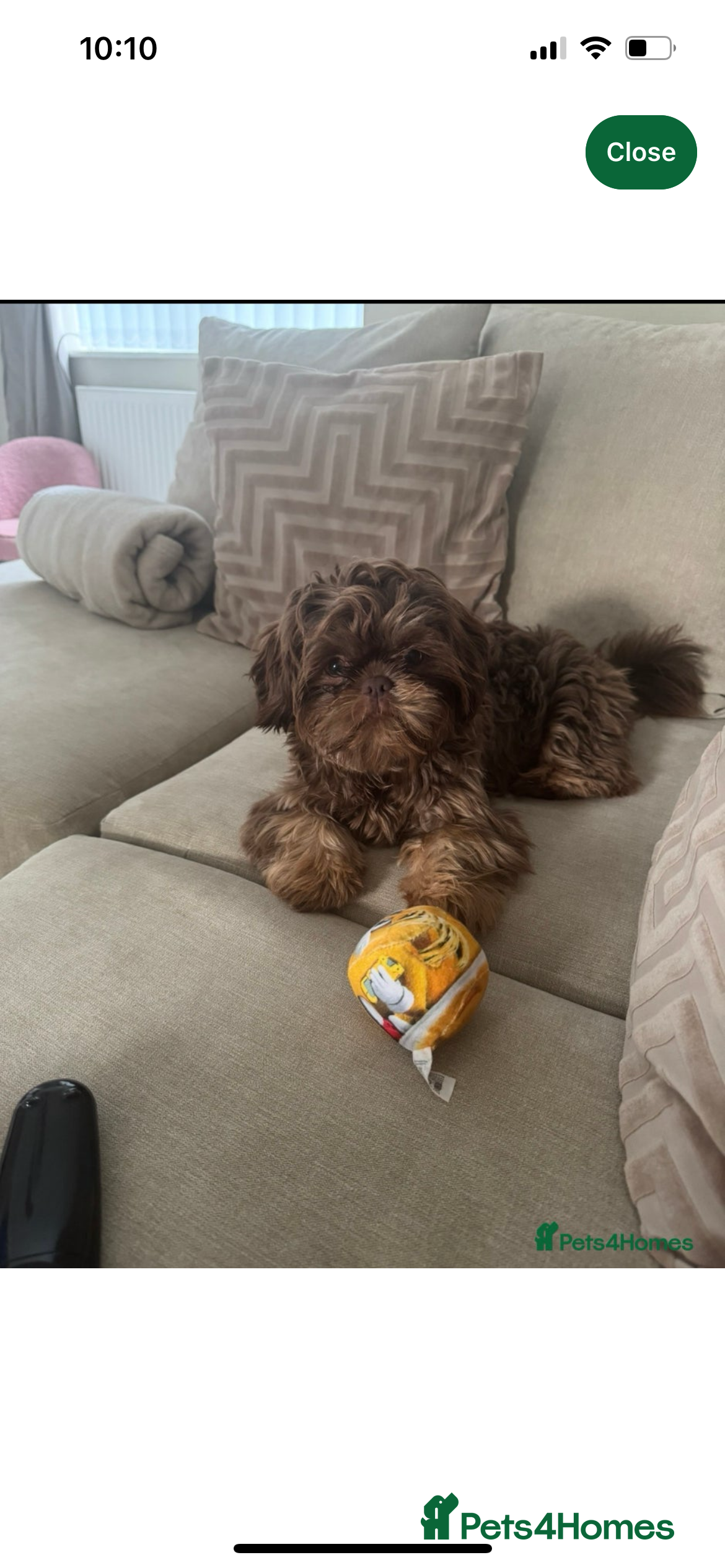 Shih Tzu dogs 🤎Beautiful chocolate and Tan girl 🤎 - Advert 10