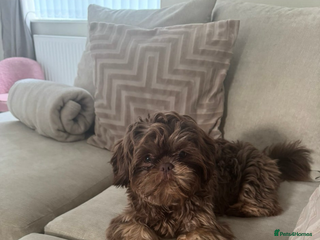 Shih Tzu dogs 🤎Beautiful chocolate and Tan girl 🤎 - Advert 1