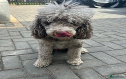 Cockapoo dogs for sale: Beautiful Black Girl Unexpectedly Available. - Image 5