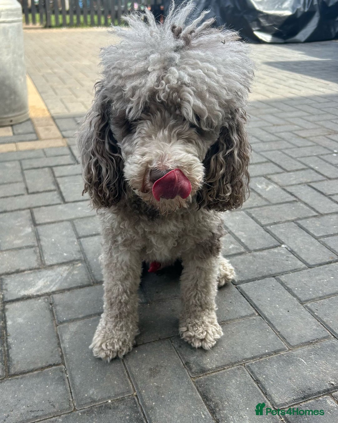 Cockapoo dogs for sale: Beautiful Black Girl Unexpectedly Available. - Image 5