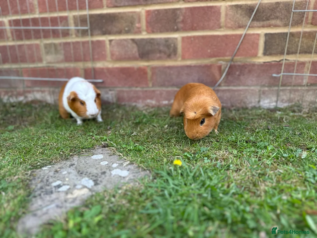 Guinea Pig rodents for sale: Two male guinea pigs  in Southampton - Advert 2