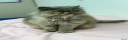 Persian cats for sale: Gccf registered active female Persian  - Advert 11