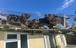 Bengal cats for sale: Bengal babies  - Image 27