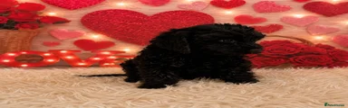 Cockapoo 2