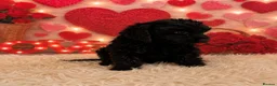 Cockapoo dogs for sale: Fabulous F1 cockerpoo’s  - Advert 7