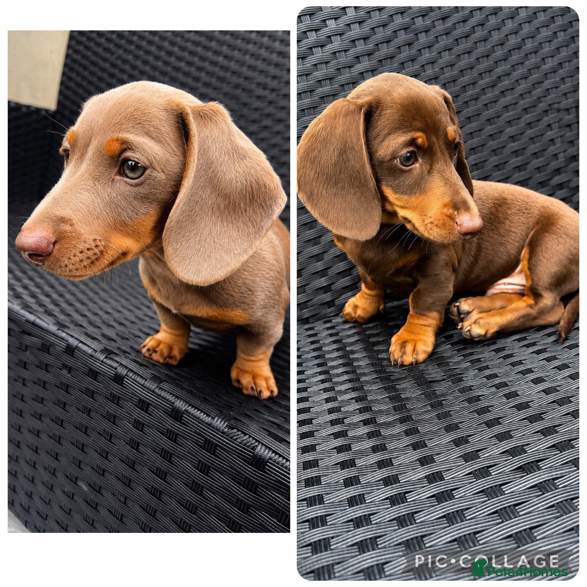 Miniature Dachshund dogs Beautiful Miniature Dachshund KC Registered  - Advert 15