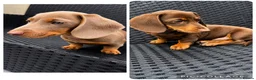 Miniature Dachshund dogs for sale: Beautiful Miniature Dachshund KC Registered  in Brentwood - Advert 1
