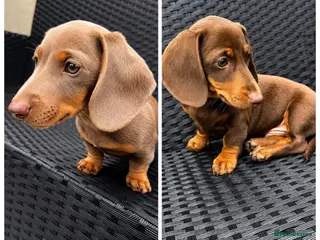 Miniature Dachshund dogs Beautiful Miniature Dachshund KC Registered - Advert 6