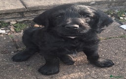 Labradoodle dogs for sale: Labradoodles x2 boys. Alloa - Image 2