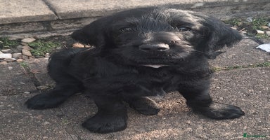 Labradoodle dogs - Advert 11