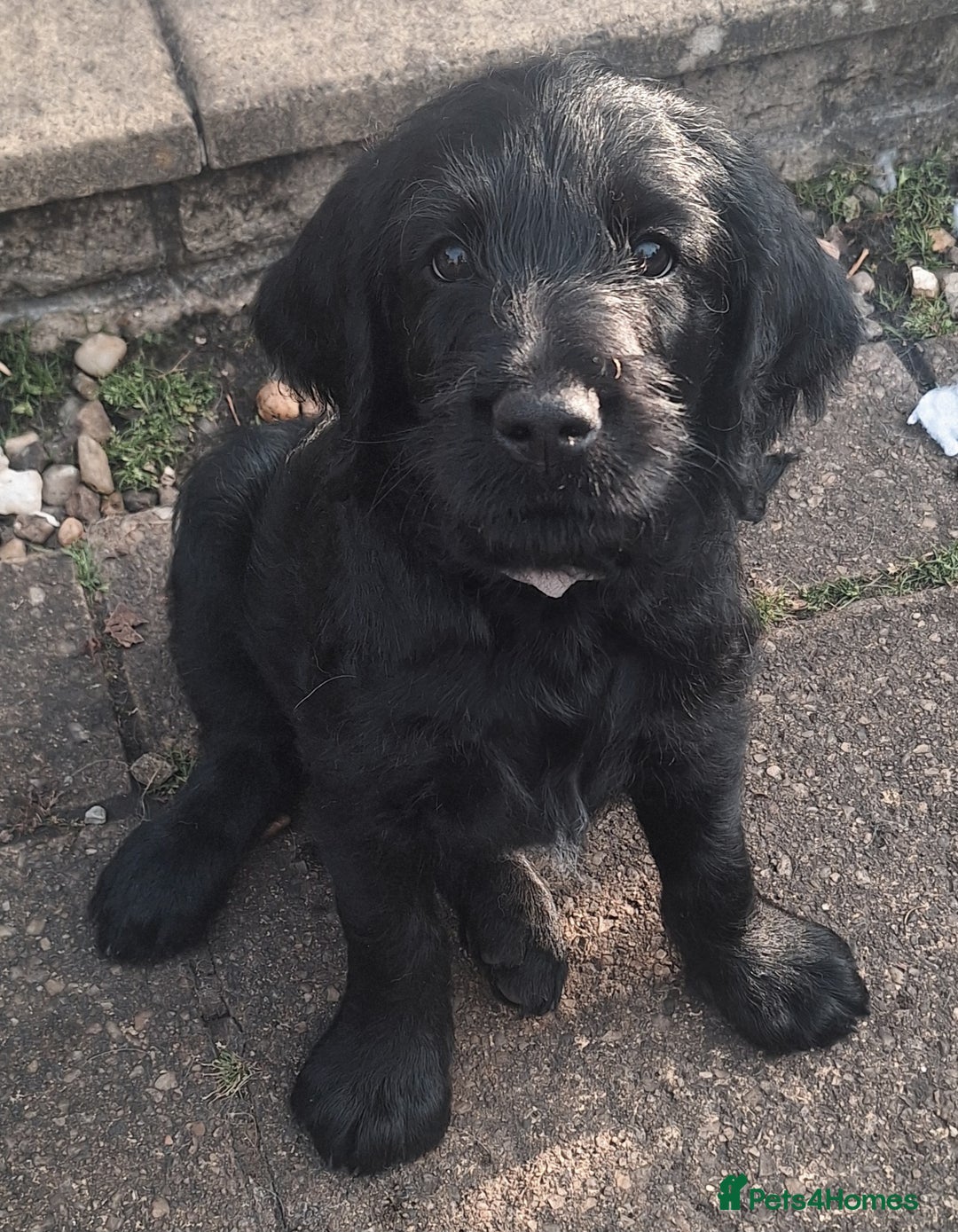 Labradoodle dogs for sale: Labradoodles x2 boys. Alloa - Image 2
