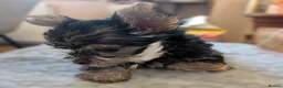 Yorkshire Terrier dogs for sale: Yorkshire Terrier Puppies — 2 Boys & 2 Girls Ready - Advert 23