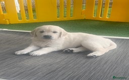 Golden Retriever dogs for sale: Gorgeous KC reg Golden Retriever Puppies - Image 5