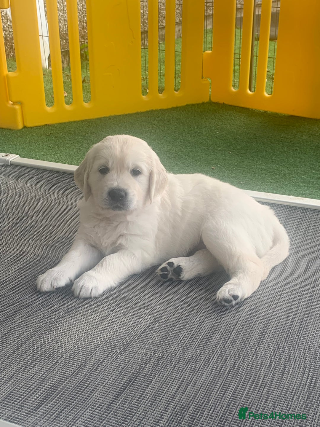 Golden Retriever dogs for sale: Gorgeous KC reg Golden Retriever Puppies - Image 5