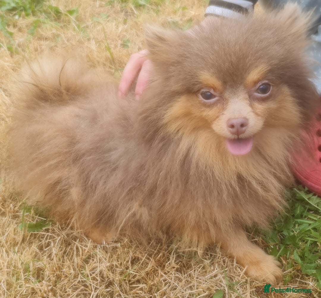 Pomeranian dogs for stud: Petite lilac and tan pomeranian for stud - Image 4