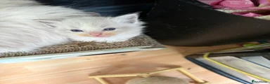 Ragdoll Kitten 5