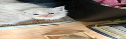 Ragdoll cats for sale: Pedigree Ragdoll babies  - Advert 13