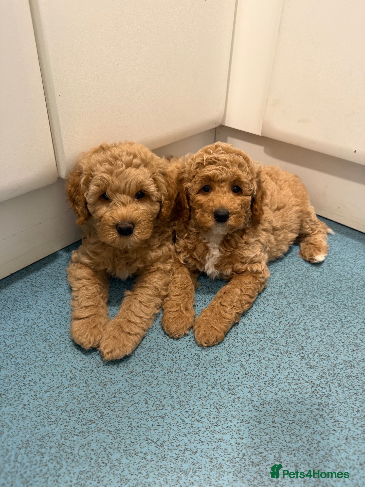 Mini Goldendoodle dogs Mini Goldendoodle puppies 🐶🫶🏻 - Advert 1