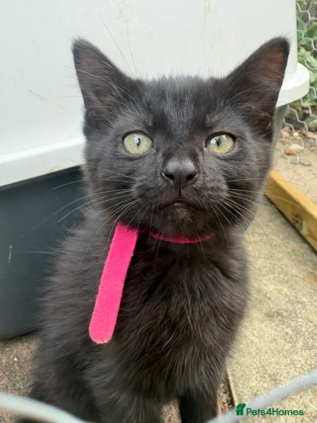 Mixed Breed cats for sale: Five Loving Kittens Ready for Forever Homes - Advert 2