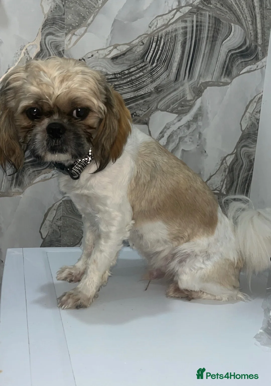 Shih Tzu dogs for stud: Beautiful Shih Tzu for stud in Manchester - Advert 2