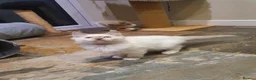 Ragdoll cats for sale: 💖Beautiful GCCF Registered Ragdoll Kittens. - Advert 8