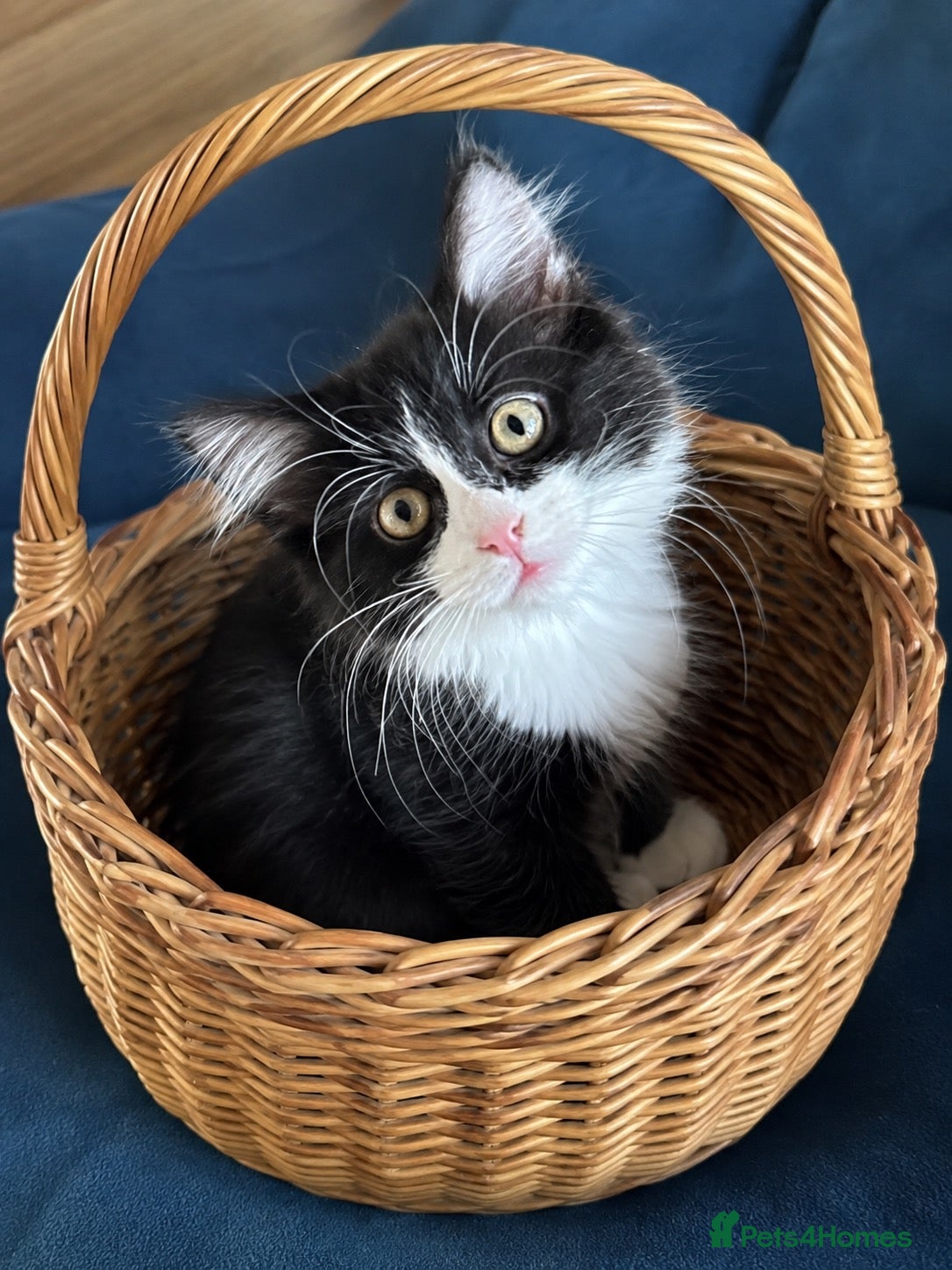 Mixed Breed cats * 7 BEAUTIFUL KITTENS * 4 FEMALE AND 3 MALE * - Advert 2