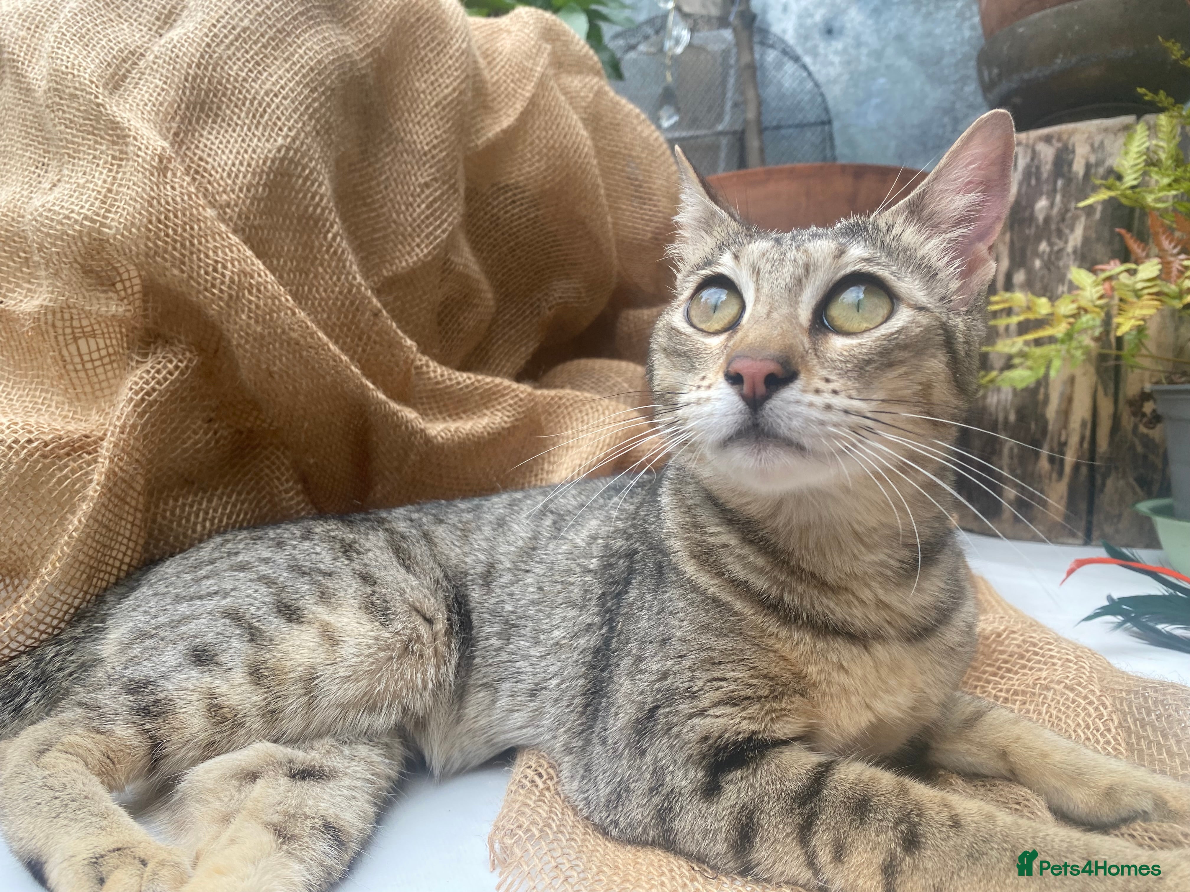 Savannah cats Stunning pedigree SAVANNAH girl f5 sbt - Advert 2