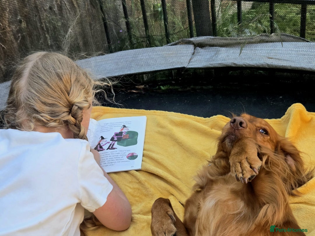 Cocker Spaniel dogs for sale: Stunning KC reg red working cocker pups - Advert 16