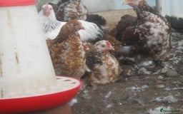 Chickens poultry for sale: Pekin pullets, Silver/black, & Millefleur - Image 4