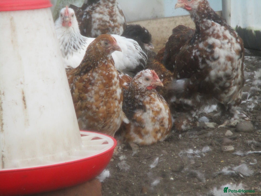 Chickens poultry for sale: Pekin pullets, Silver/black, & Millefleur - Image 4