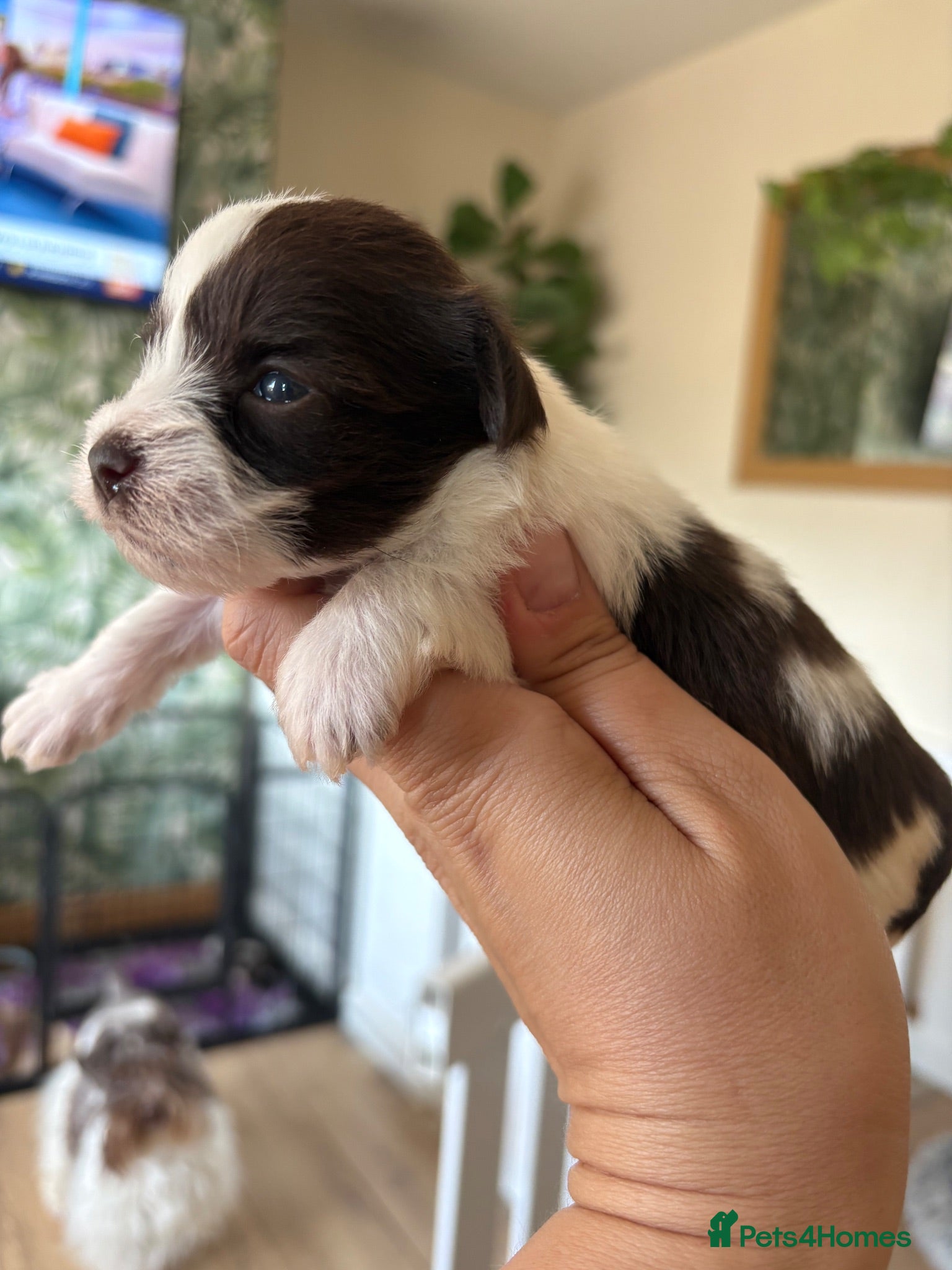 Miniature Schnauzer dogs 🍪🐾 Beautiful Chocolate Parti Female Avaliable - Advert 13