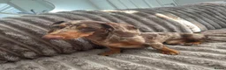 Miniature Dachshund dogs for stud: Dapple dachshund for stud  - Advert 2