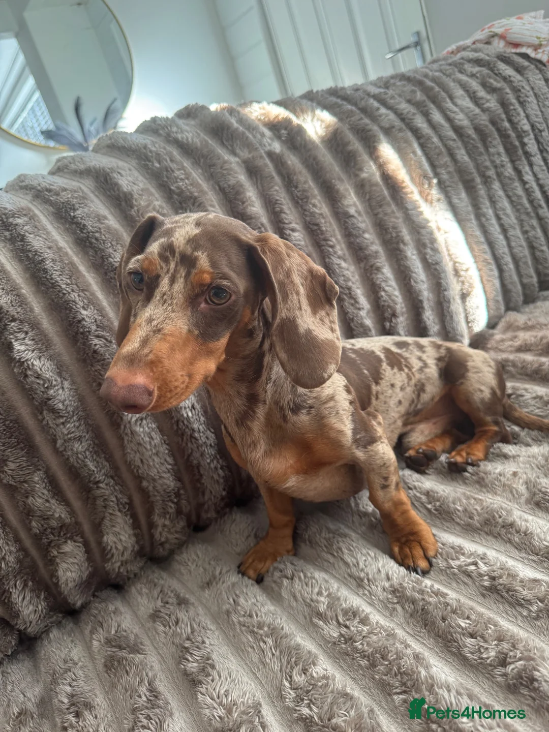 Miniature Dachshund dogs for stud: Dapple dachshund for stud  - Advert 2