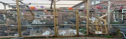 British Shorthair cats for sale: British Shorthair  - Advert 1