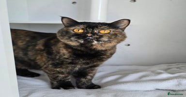 Mixed Breed cats [Indoors Only] Kushary - Lovely Affectionate Queen - Advert 2