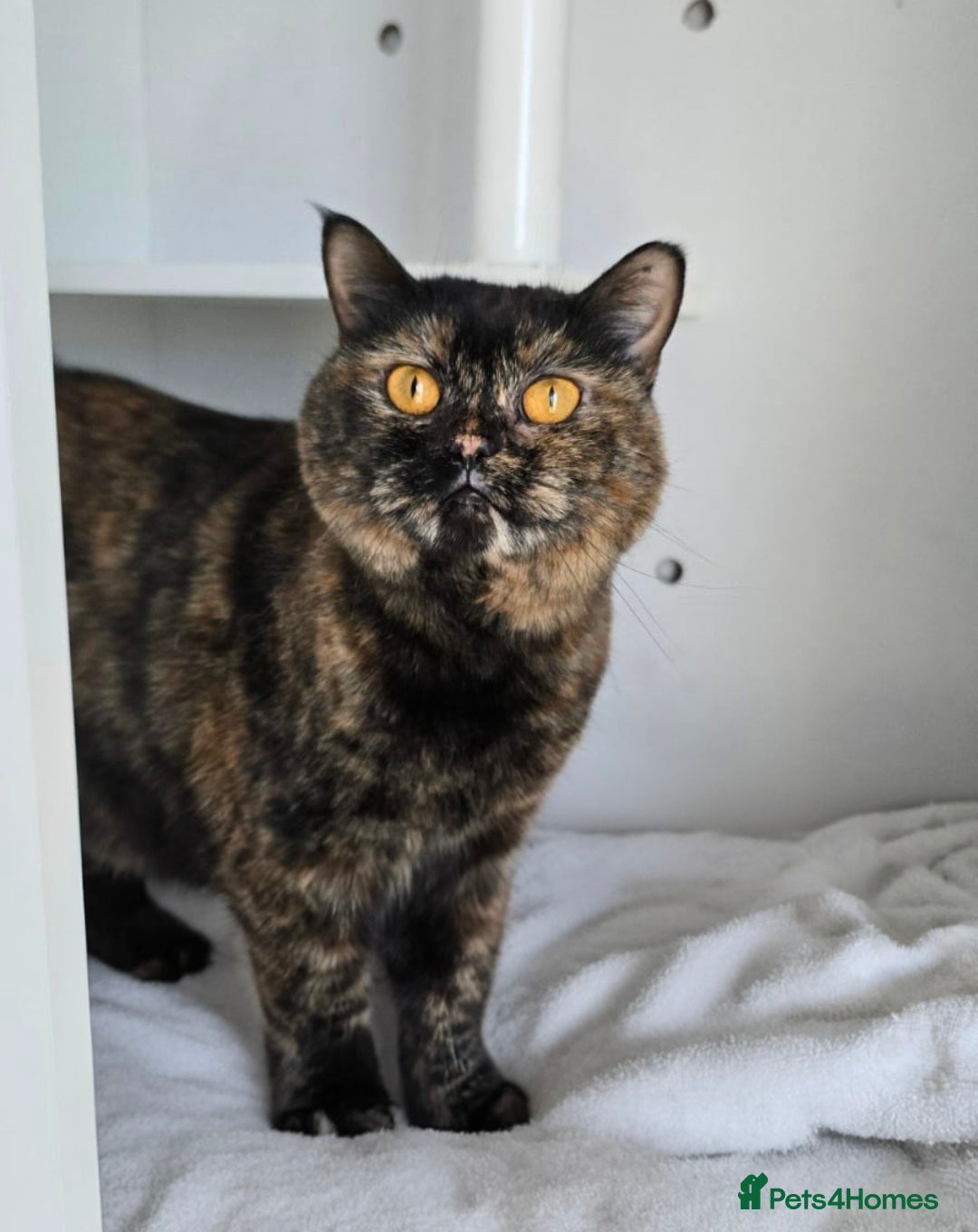 Mixed Breed cats for adoption: [Indoors Only] Kushary - Lovely Affectionate Queen - Advert 3